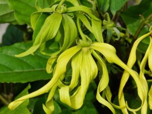 Ylangi ylangi/ hybrid manoranjitham