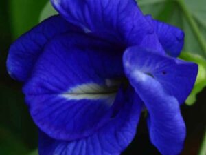 Sangu poo blue  double petel