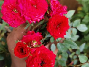 Red cri cri rose 8 INCH POT