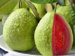 Taiwan pink guava plant