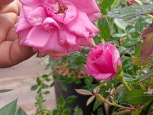 birthday party rose 8 inch pot