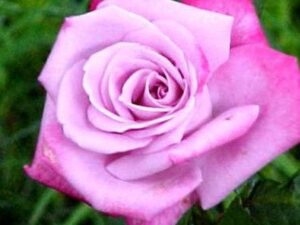 Paradise rose 8 inch pot