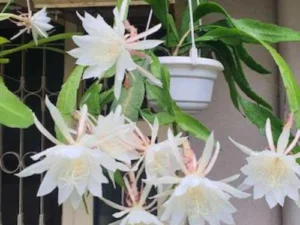 BRAMMA KAMALAM PLANT