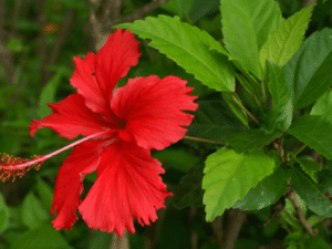 NAATU SEMBARUTHI/ HISBISCUS RED