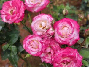 SILVER LINE  8 INCH POT