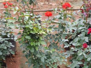 ORANGE JEDIKA MOTHER PLANT