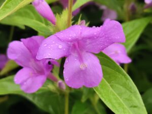 DECEMBER PLANT- VIOLET