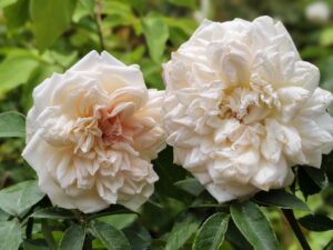 White naatu rose pot plant