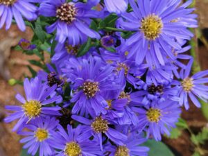 DAISY FLOWER -VIOLET