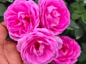 ARABIC PANNER ROSE MOTHER 10 KG BAG