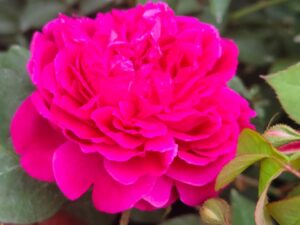 NAATU ROSE DARK PINK MOTHER PLANTS