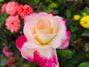 DOUBLE DELIGHT ROSE 10 KG BAG PLANT