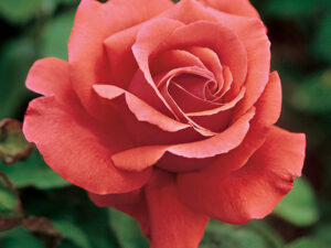 COPPER AUSTIN ROSE POT