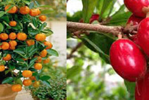 MIRACLE FRUIT + TABLE LEMON COMBO