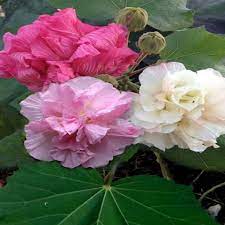 CHANGING ROSE