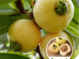 panner guava fruit