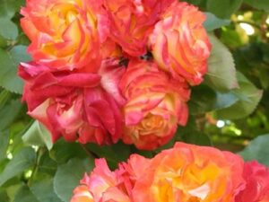 CALCUTTA ROSE POT PLANT