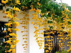 GOLDEN CASCADE CREEPER