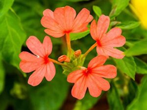 ORANGE KANAKAMBARAM