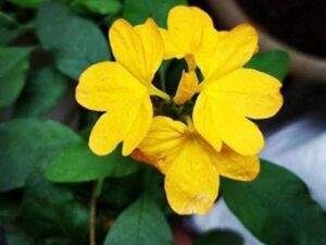YELLOW KANAKAMBARAM