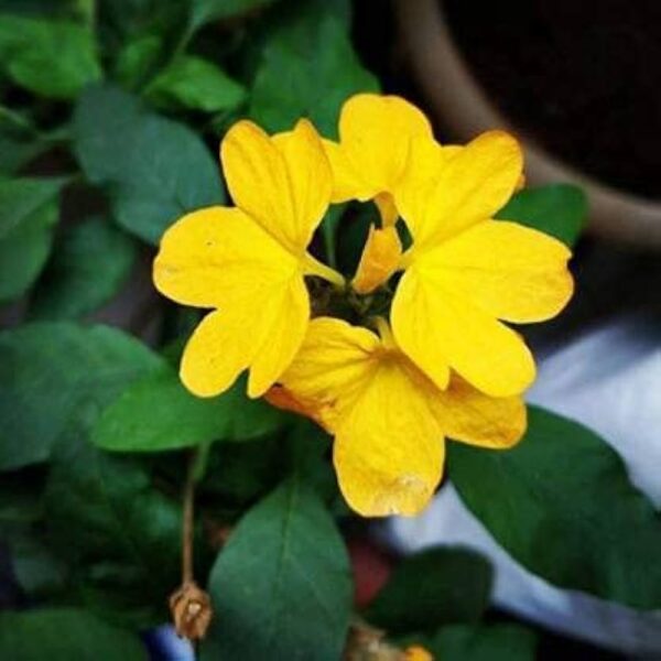 YELLOW KANAKAMBARAM