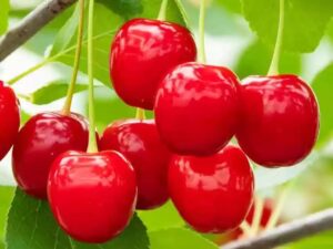 CHERRY FRUIT FREE SHIPPING