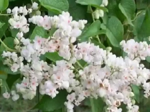 MEXICAN CORAL VINE WHITE CREEPER