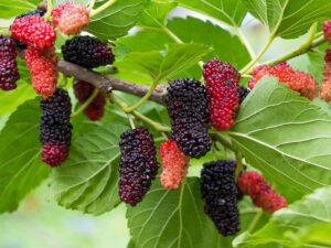 MULBERRY PLANT
