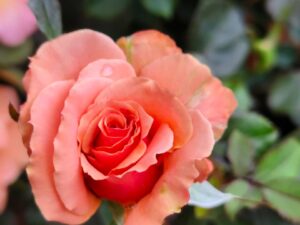 COPPER AUSTIN ROSE 5 KG