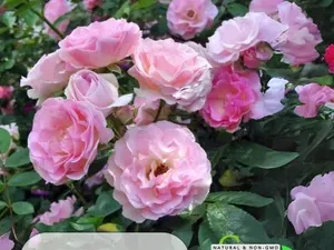 SUMMER SNOW PINK POT