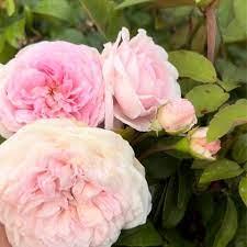 BRITISH QUEEN 10 KG PLANT