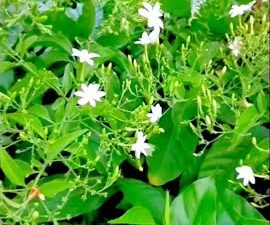 PACHAMALLI MOTHER PLANT 20 KG BAG