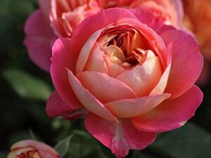 BABY ROMANTICA DA ROSE