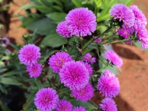 LIGHT PINK DAISY FLOWER