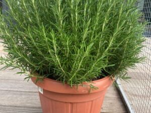 ROSEMARY MOTHER 8 " POT