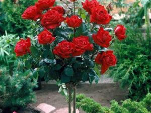 1.EXOTIC ROSE AND DA ROSE