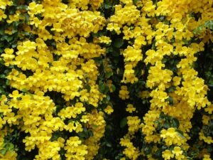 CAT'S CLAW CREEPER POT PLANT