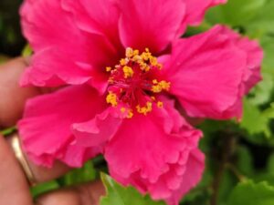 multipetal pink hibiscus