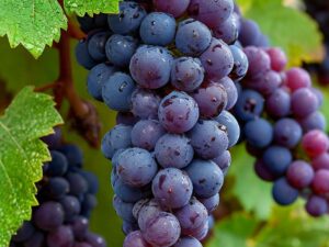 GRAPES ( BLACK ) PLANT