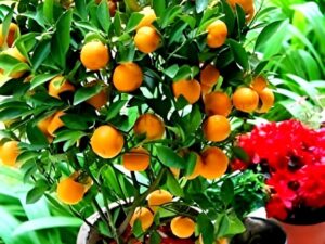 BUSH ORANGE MOTHER PLANT