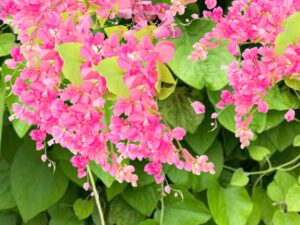 MEXICAN CORAL WINE PINK