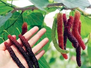 BRAZILIAN MULBERRY PLANT