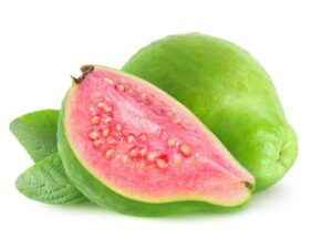 JAPAN GUAVA PLANT
