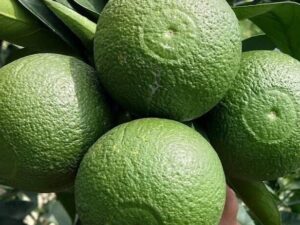 BARI 1 SAATHUKUDI/ COIN MOSAMBIC MOTHER