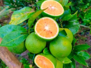 BARI 1 SAATHUKUDI PLANT