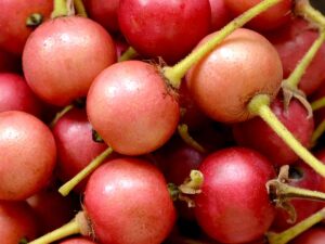 JAMAICAN CHERRY FRIUT PLANT