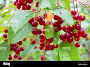 BIRD CHERRY PLANT