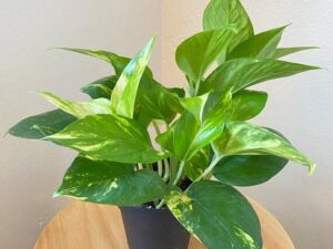 MONEY PLANT GREEN