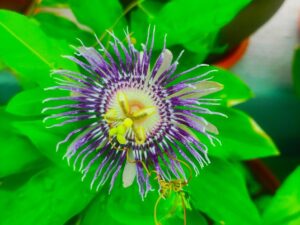 KRISHNAKAMALAM VIOLET