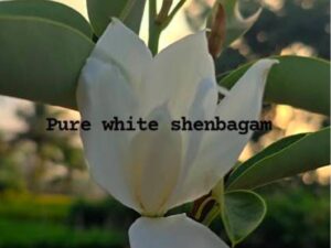 PURE WHITE SENBAGAM